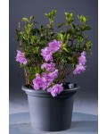 Рододендрон/Азалія Елсі Лі|Rhododendron (AJ) ’Elsie Lee’|Рододендрон/Азалия Елси Ли